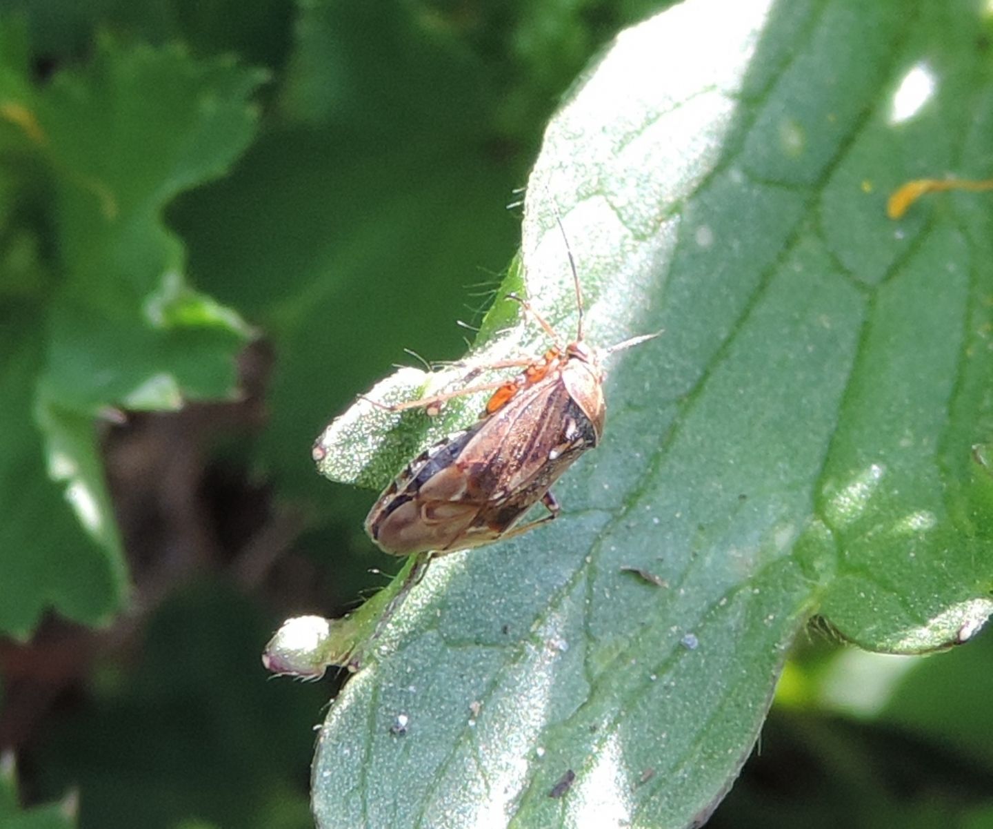 Deraeocoris? No, Lygus da id.