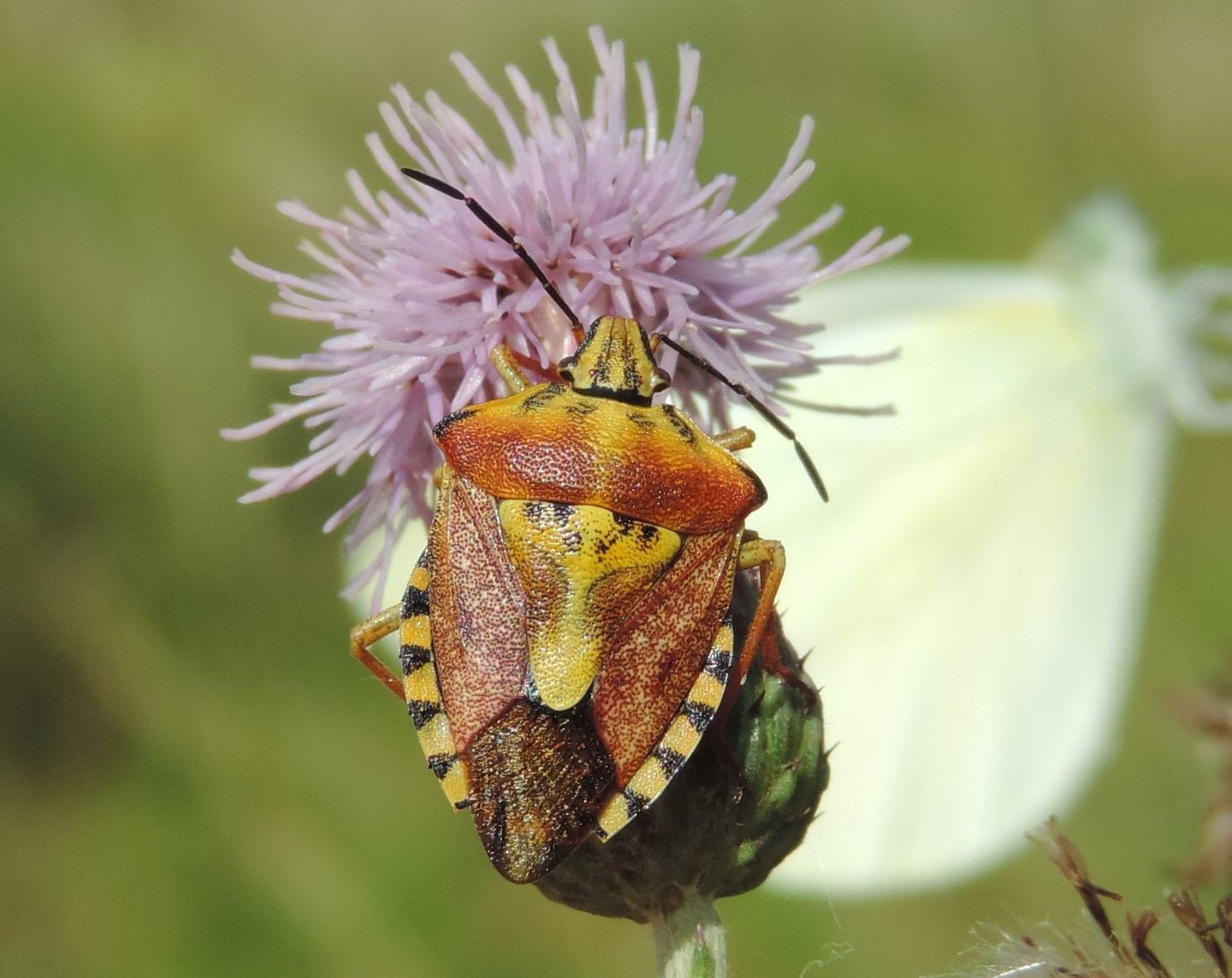 Carpocoris purpureipennis?