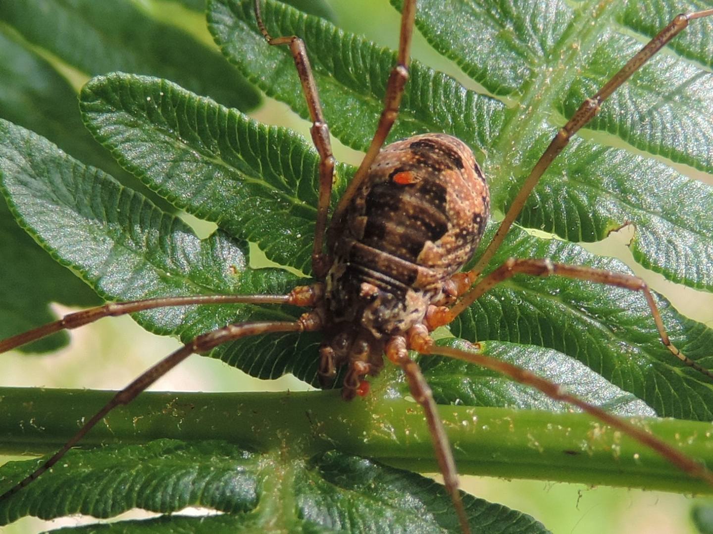 Mitopus morio - Phalangiidae