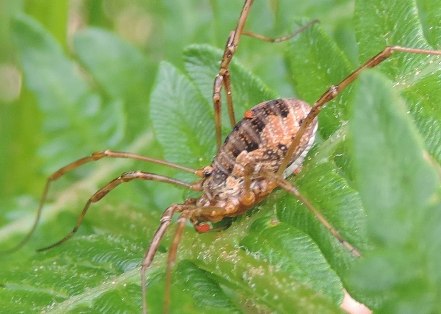 Mitopus morio - Phalangiidae