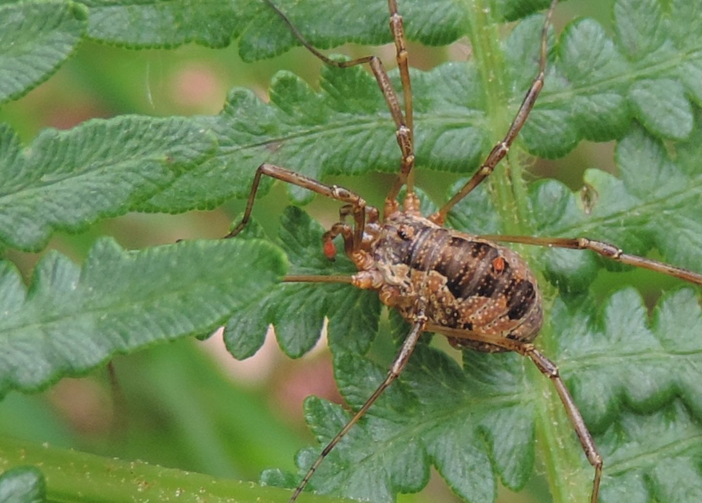 Mitopus morio - Phalangiidae