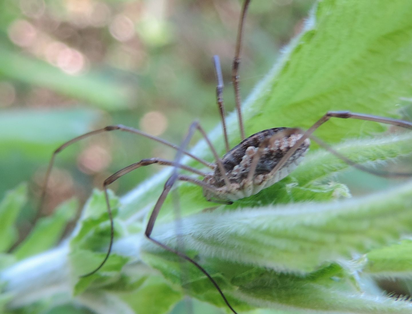 Mitopus morio - Phalangiidae