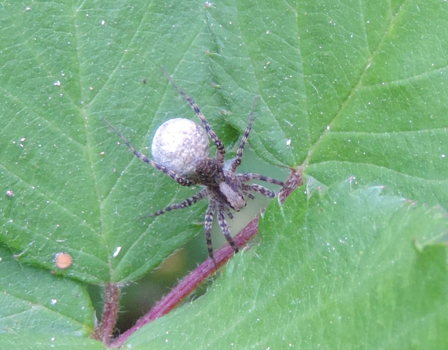 Pardosa sp.?  S -  Venaria Reale (TO)