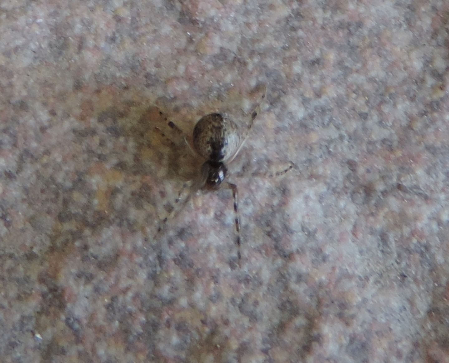 Parasteatoda sp., giovane - Rodello (CN)