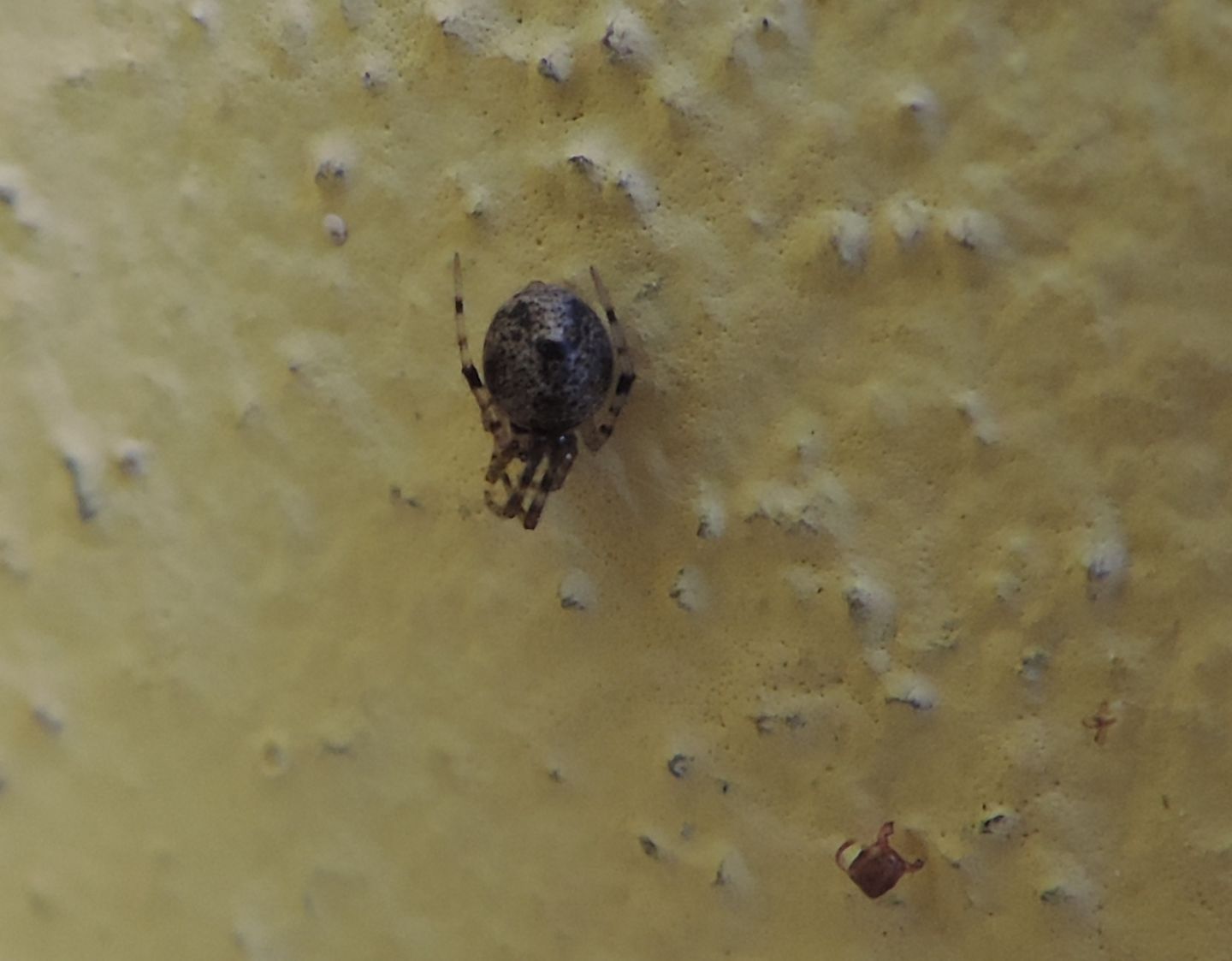 Parasteatoda sp., giovane - Rodello (CN)