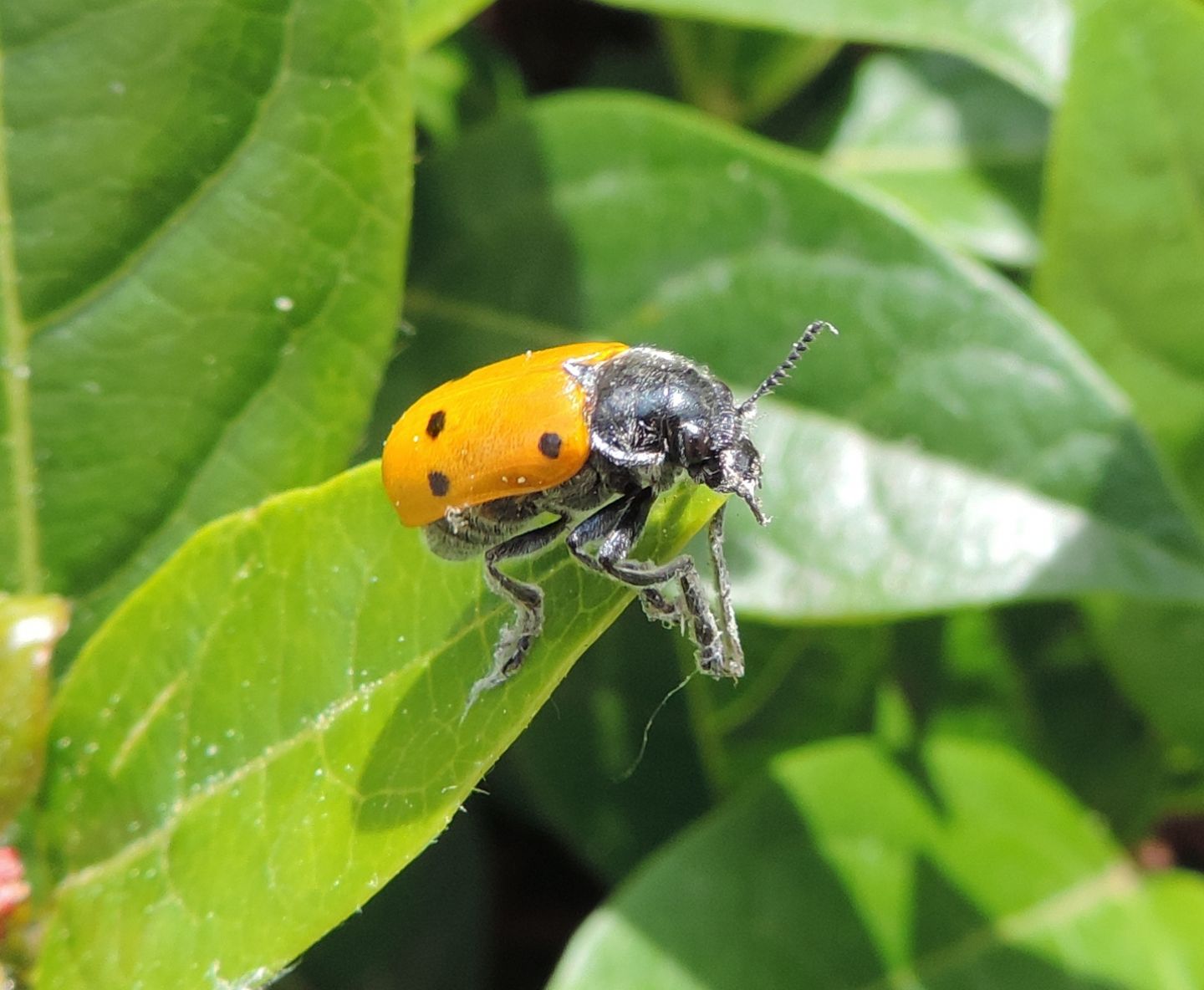 Chrysomelidae: Lachnaia italica? S, maschio..