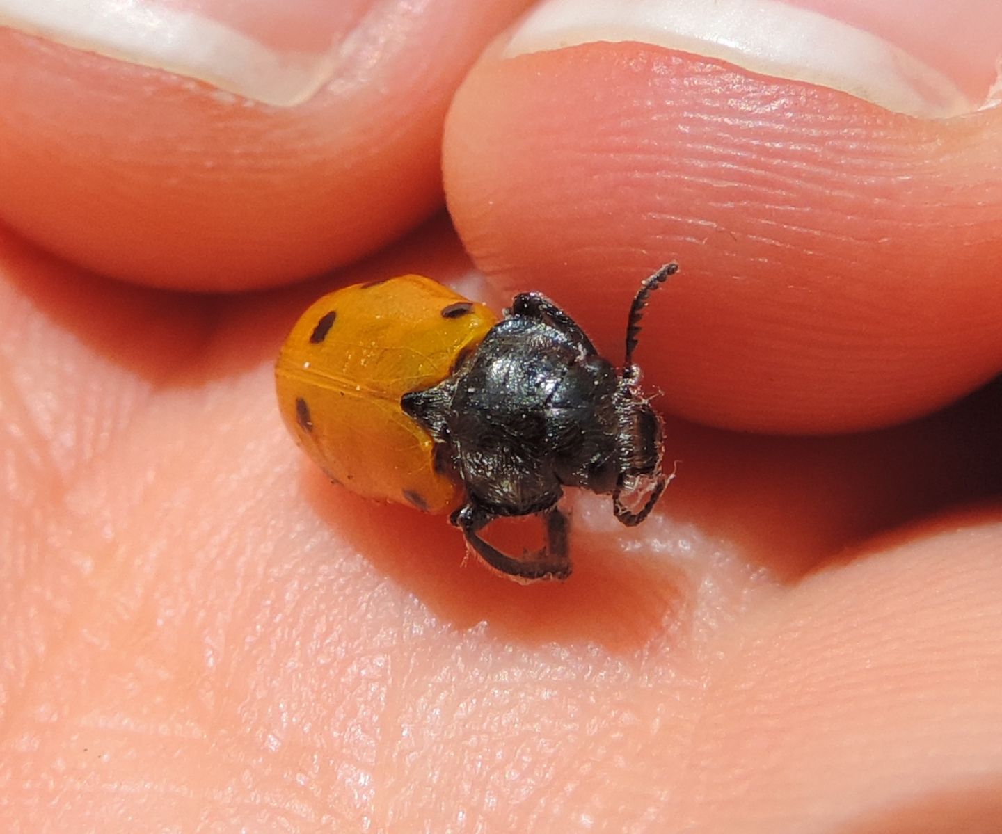 Chrysomelidae: Lachnaia italica? S, maschio..