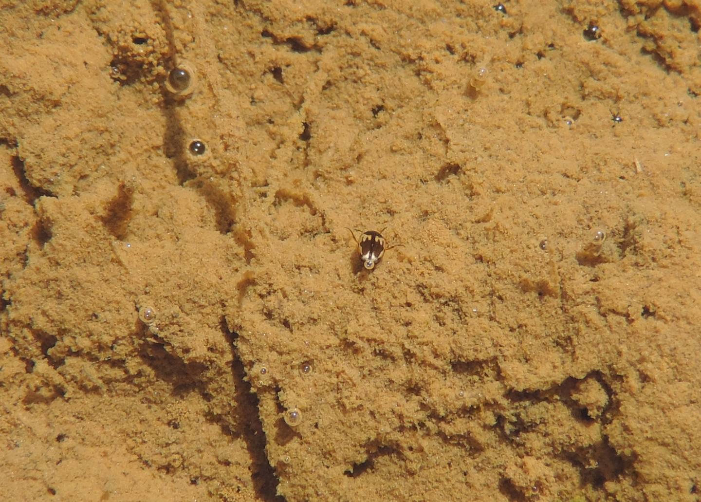 Dytiscidae: Hydroglyphus geminus? S.
