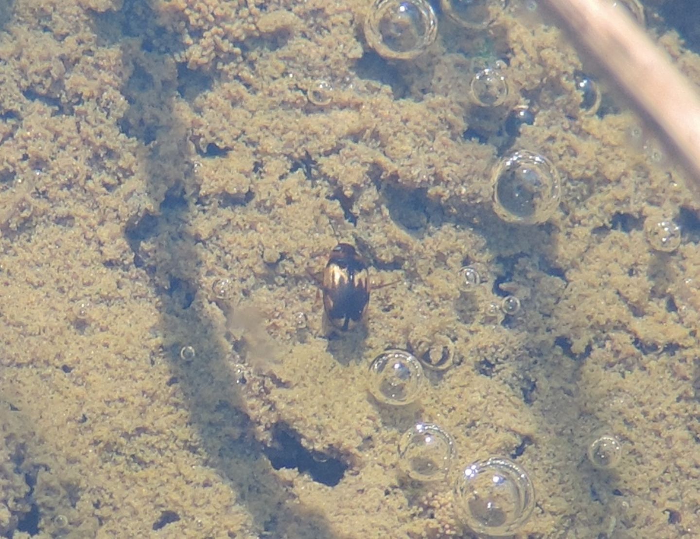 Dytiscidae: Hydroglyphus geminus? S.
