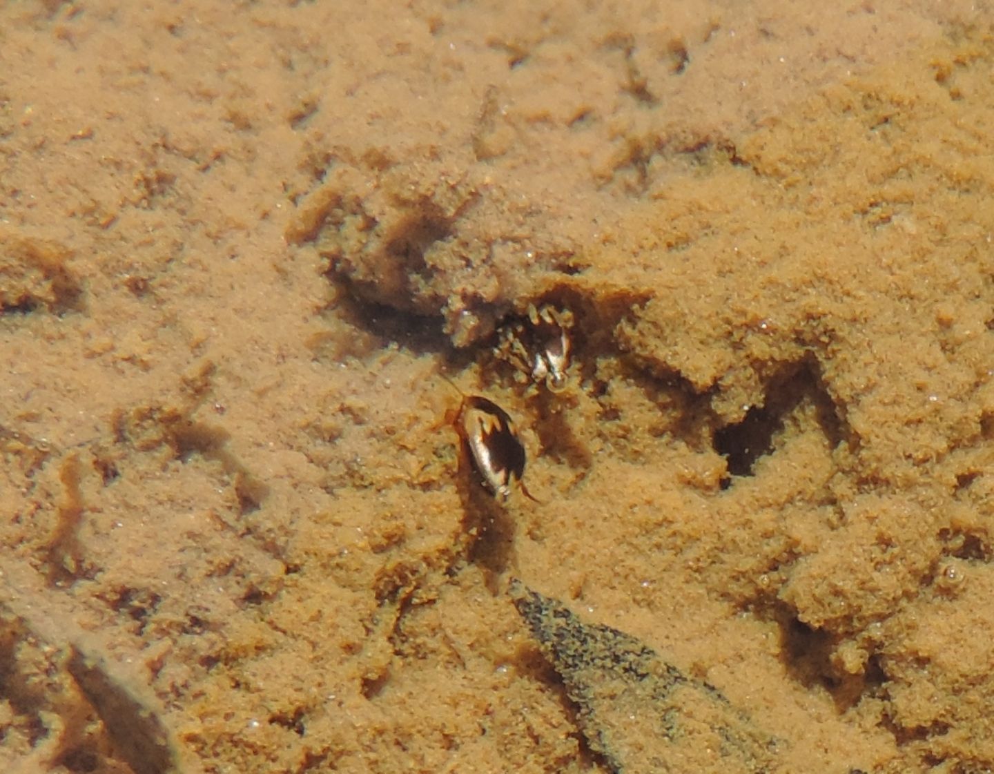 Dytiscidae: Hydroglyphus geminus? S.