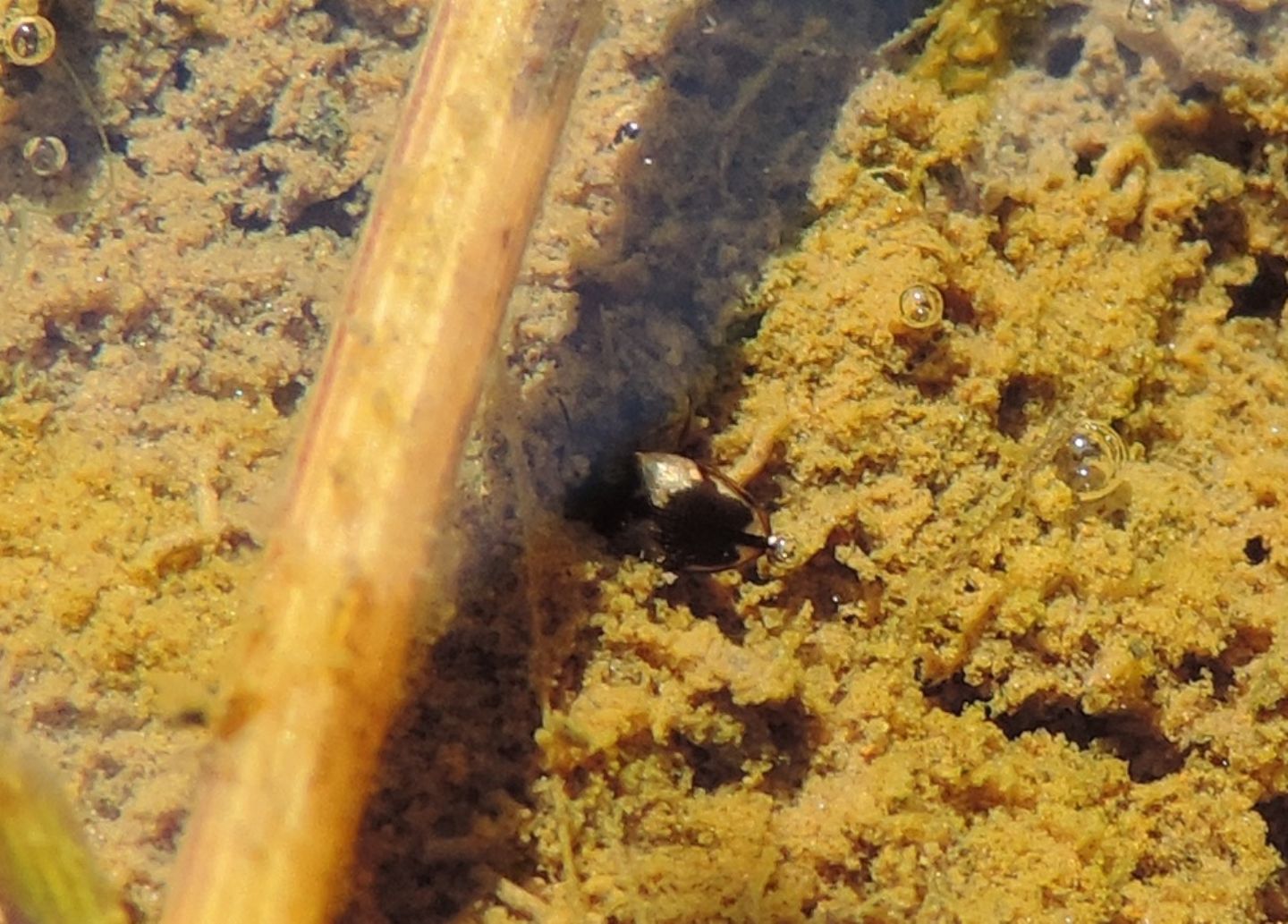 Dytiscidae: Hydroglyphus geminus? S.