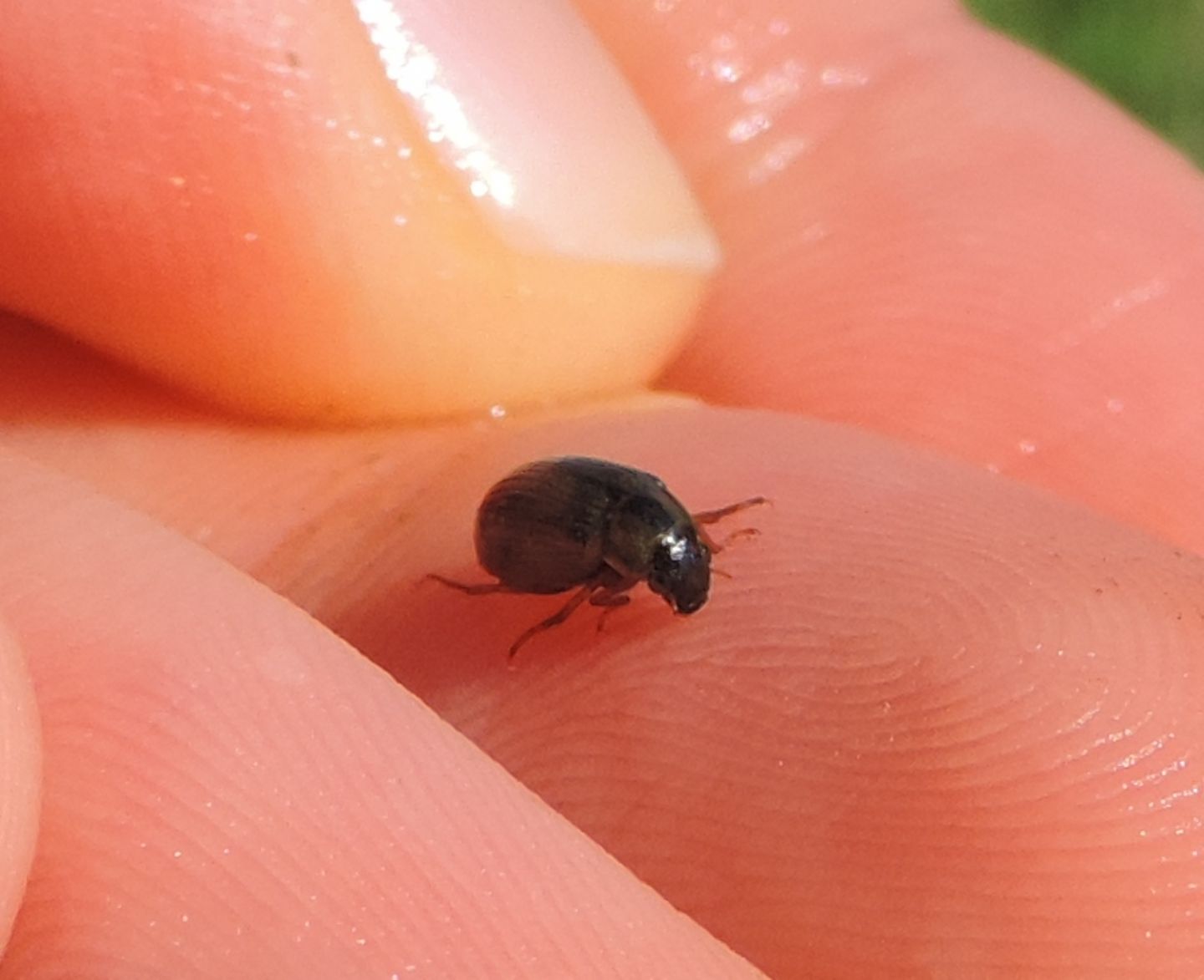 Haliplus lineatocollis? No, Hydrophilidae, Berosus sp.