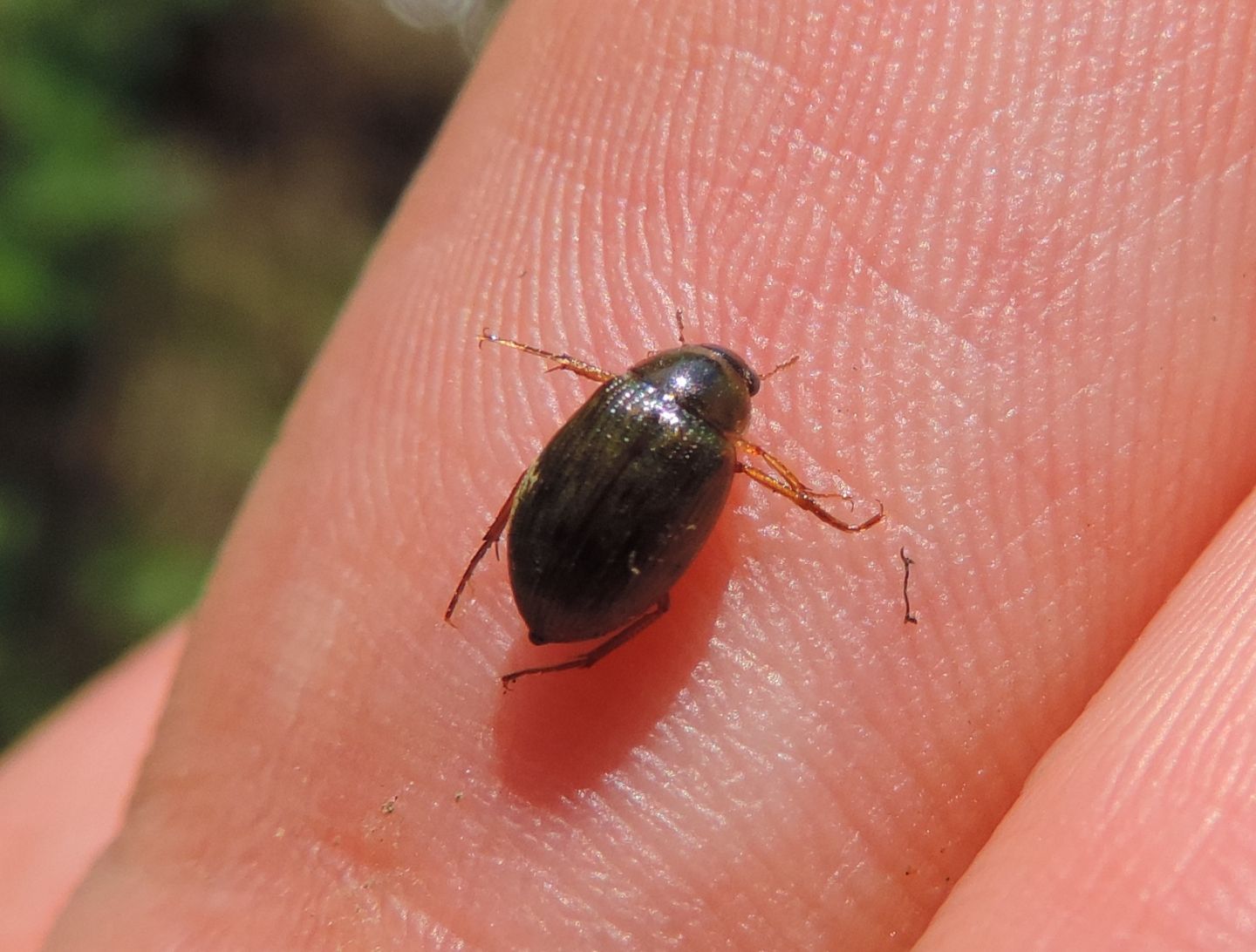 Haliplus lineatocollis? No, Hydrophilidae, Berosus sp.