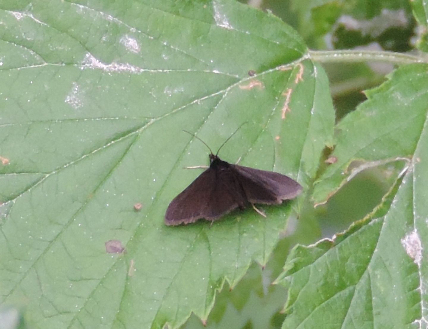 Pyrausta coracinalis? S