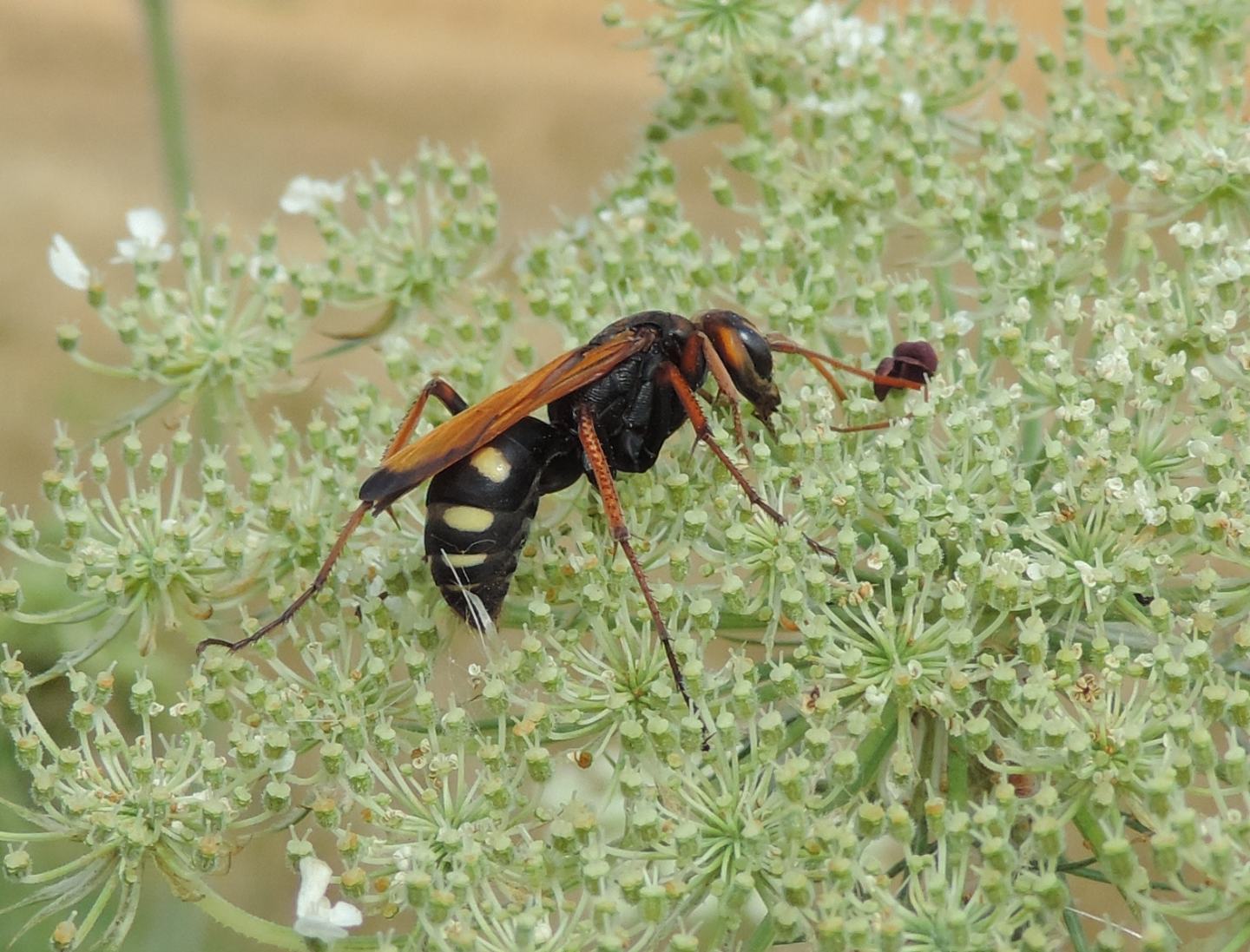 Cryptocheilus octomaculatus? S