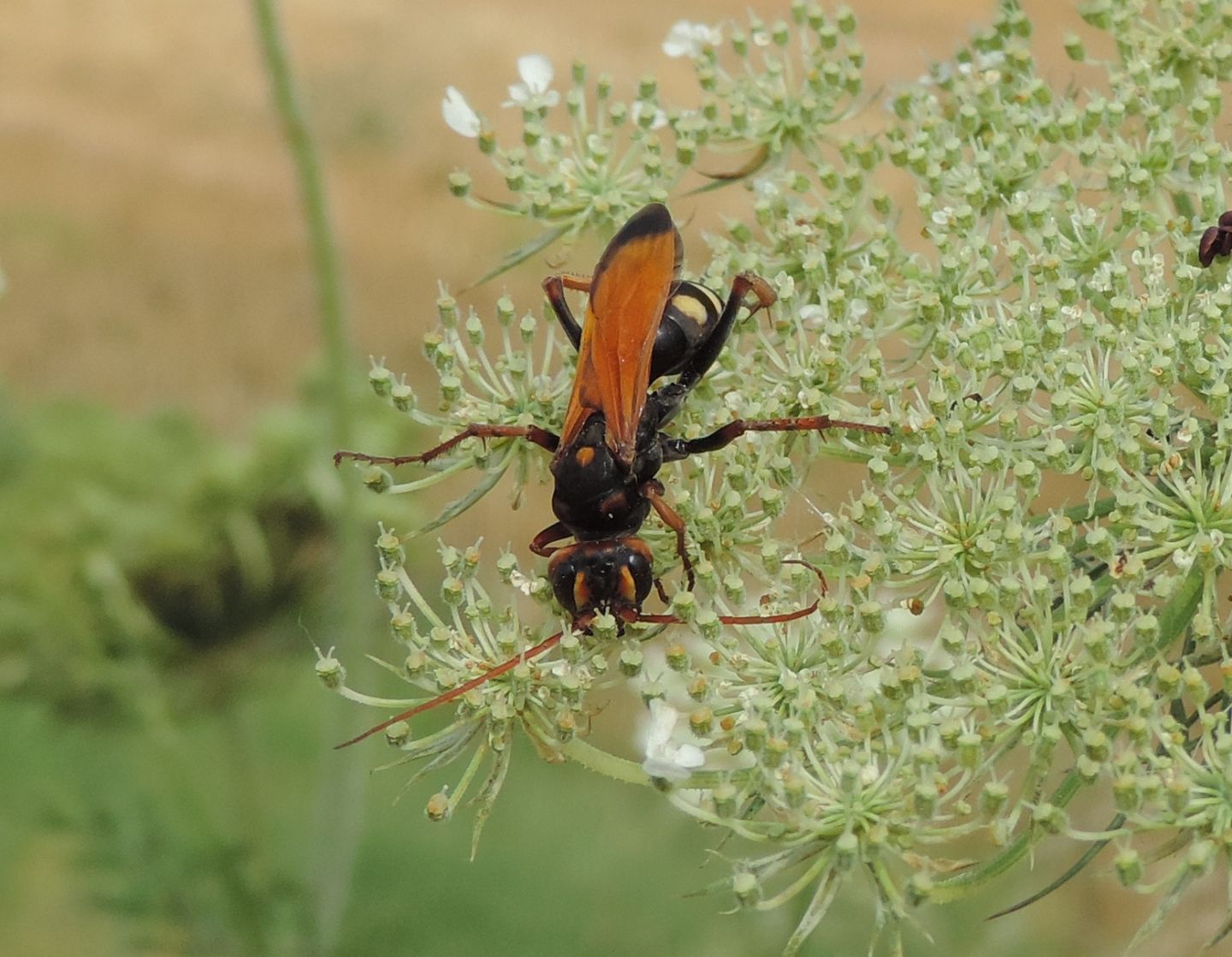 Cryptocheilus octomaculatus? S