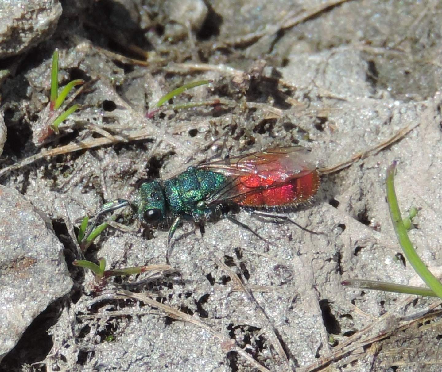 Chrysididae d''alta quota da identificare: Chrysura hirsuta