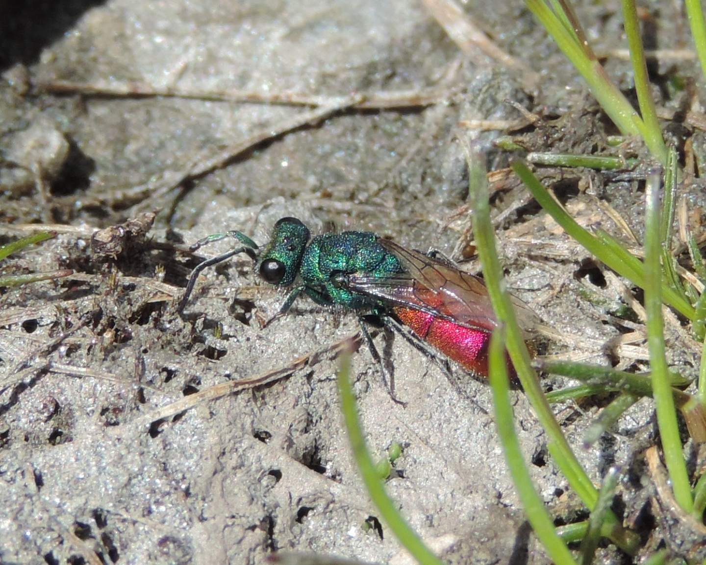 Chrysididae d''alta quota da identificare: Chrysura hirsuta