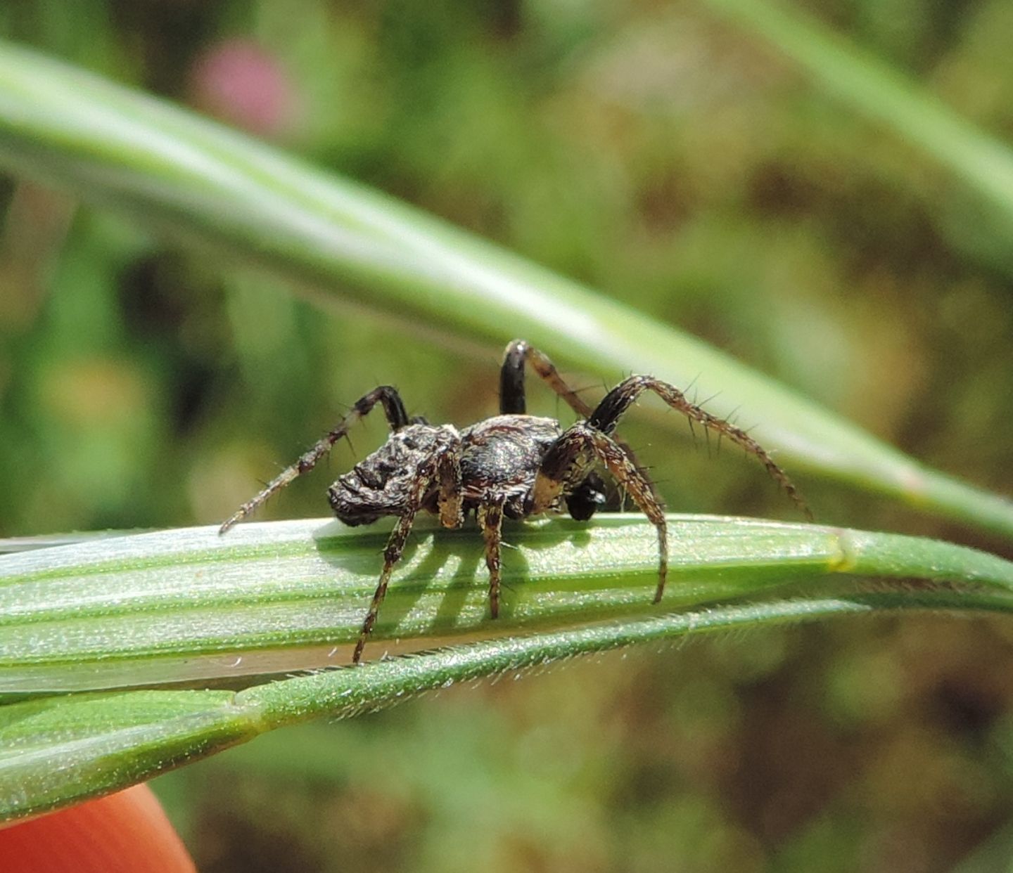 Gibbaranea sp. - Rodello (CN)