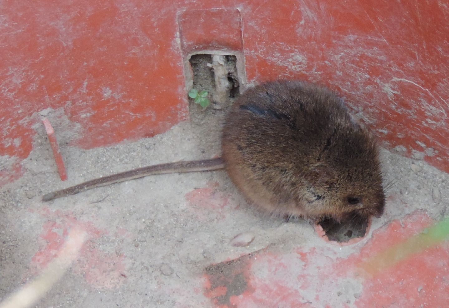 Arvicola da identificare