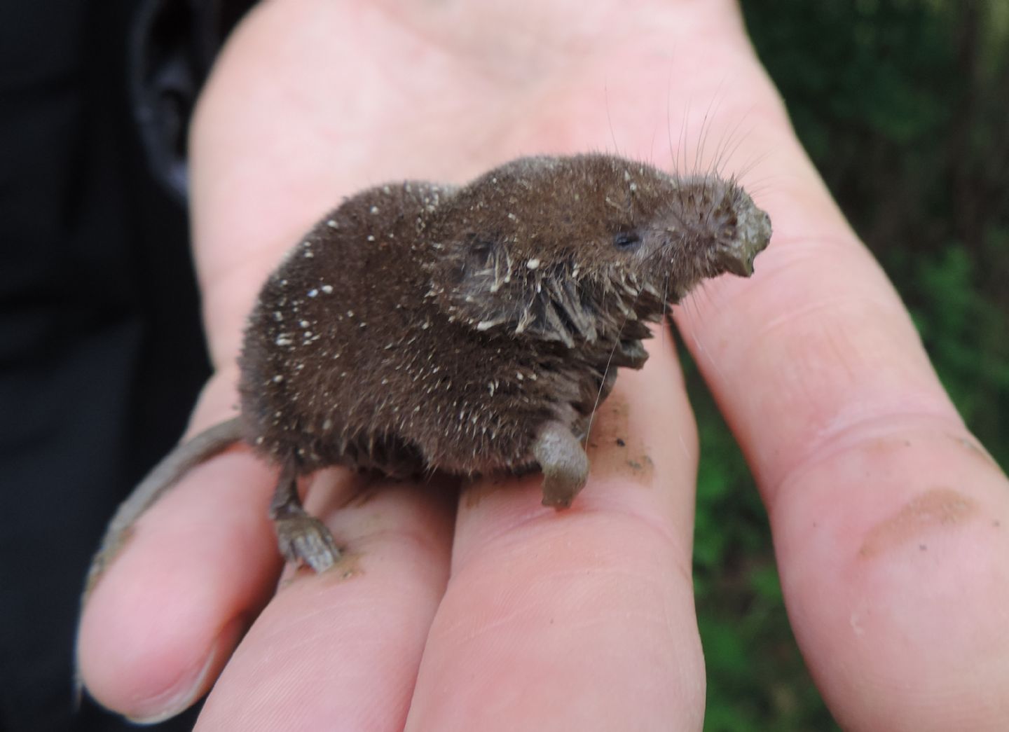 Sorex antinorii?