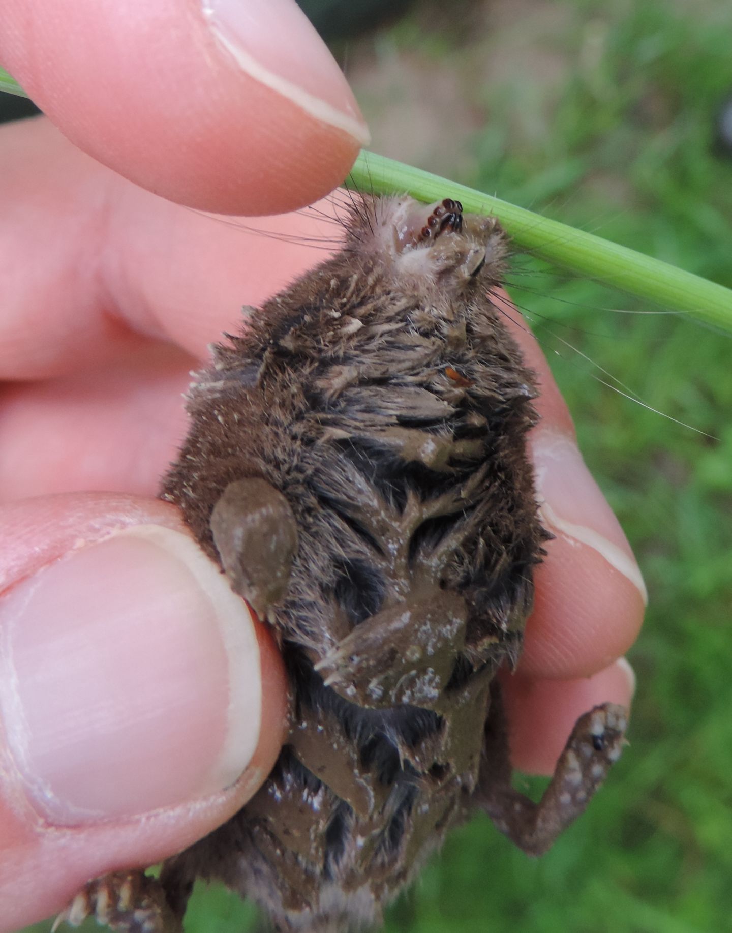 Sorex antinorii?
