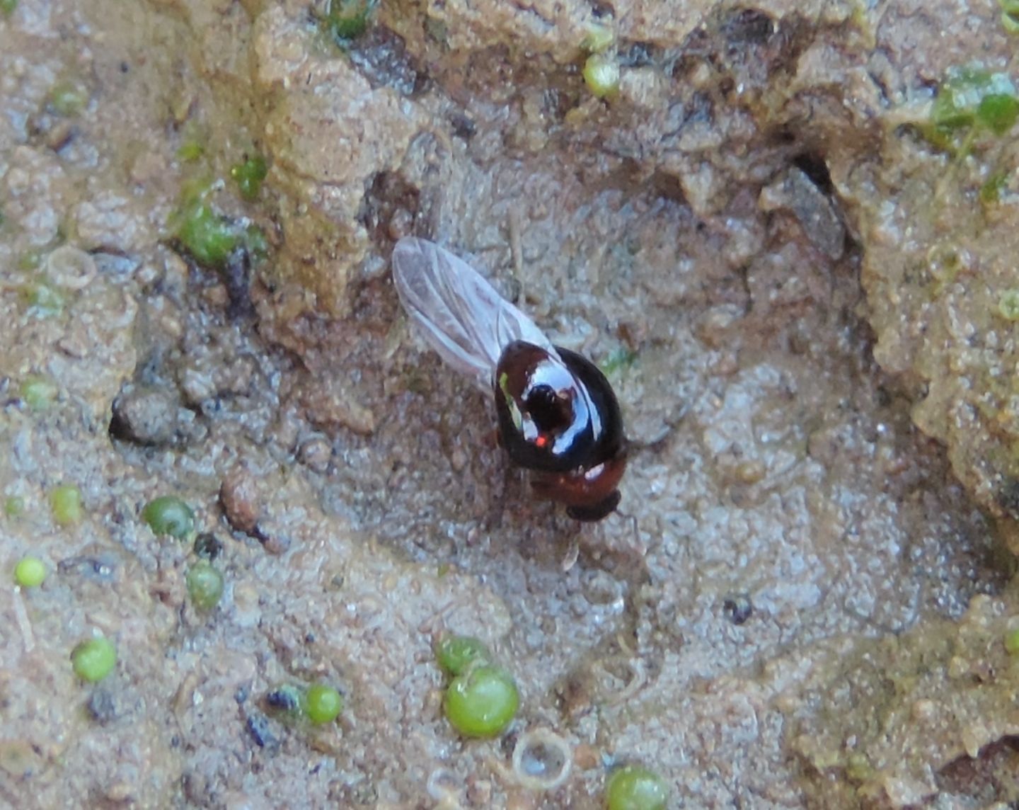 cfr. Leiodidae, Amphicyllis globus?