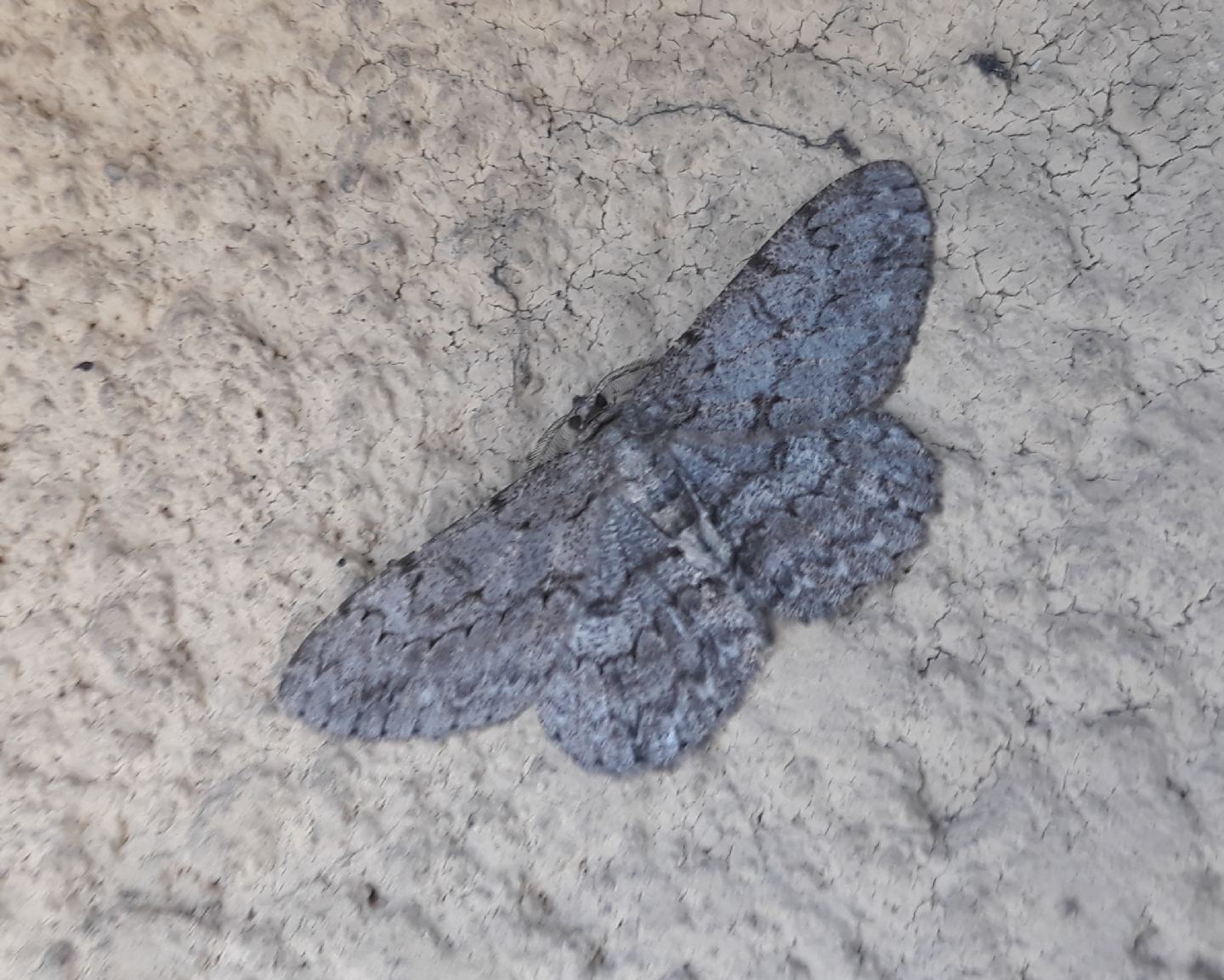 Hypomecis punctinalis? S