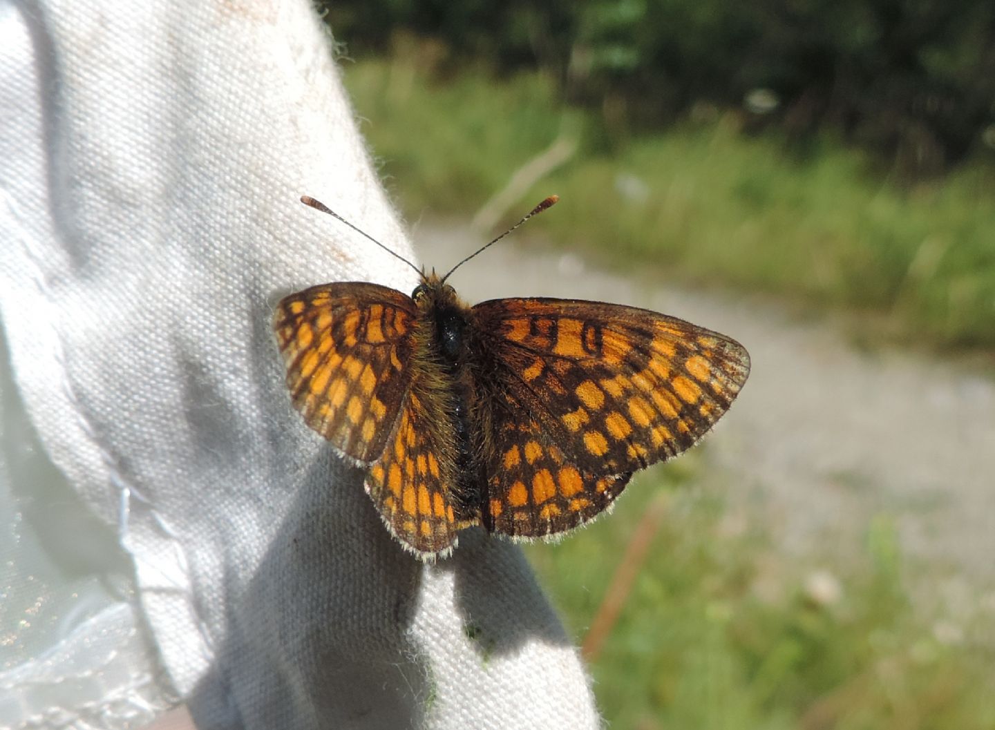 Melitaea aurelia? S�
