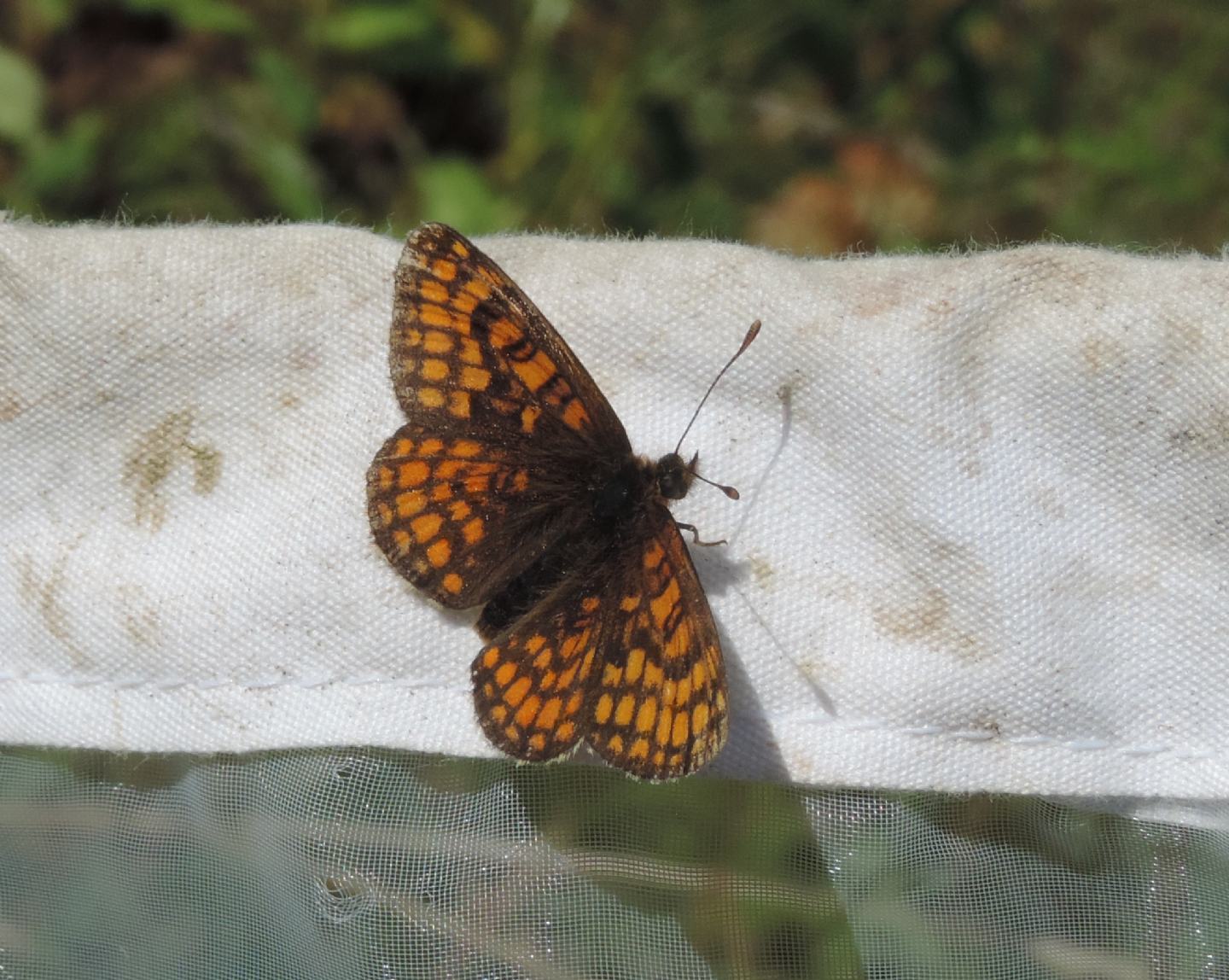 Melitaea aurelia? S�
