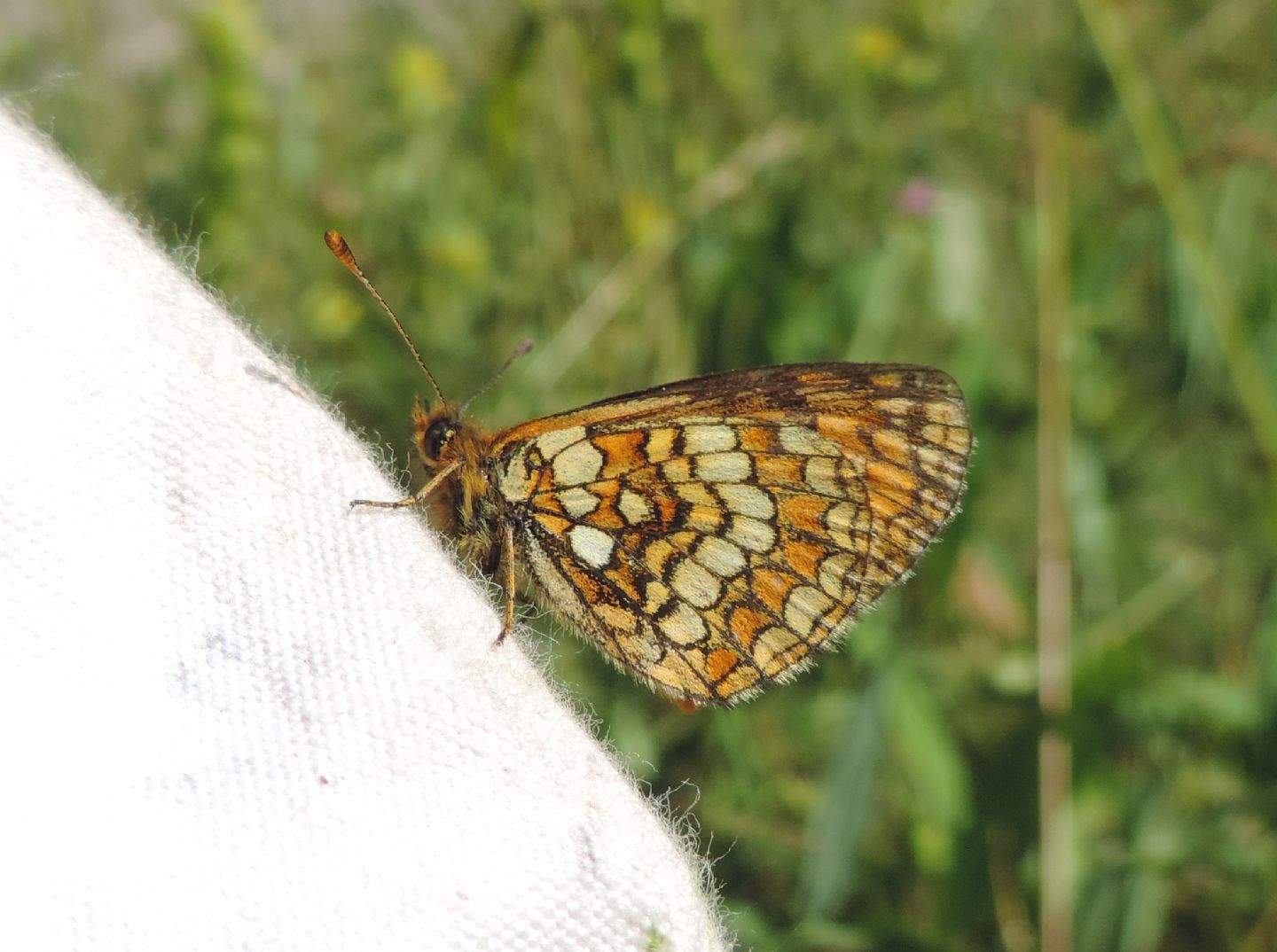 Melitaea aurelia? S�