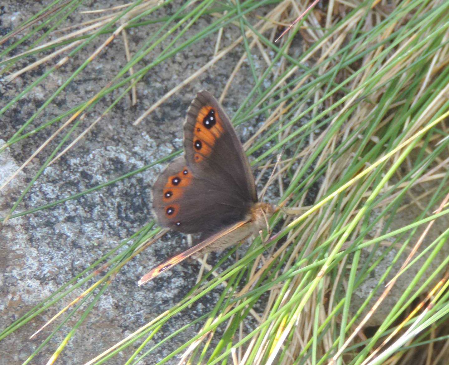 Erebia montana, femmina