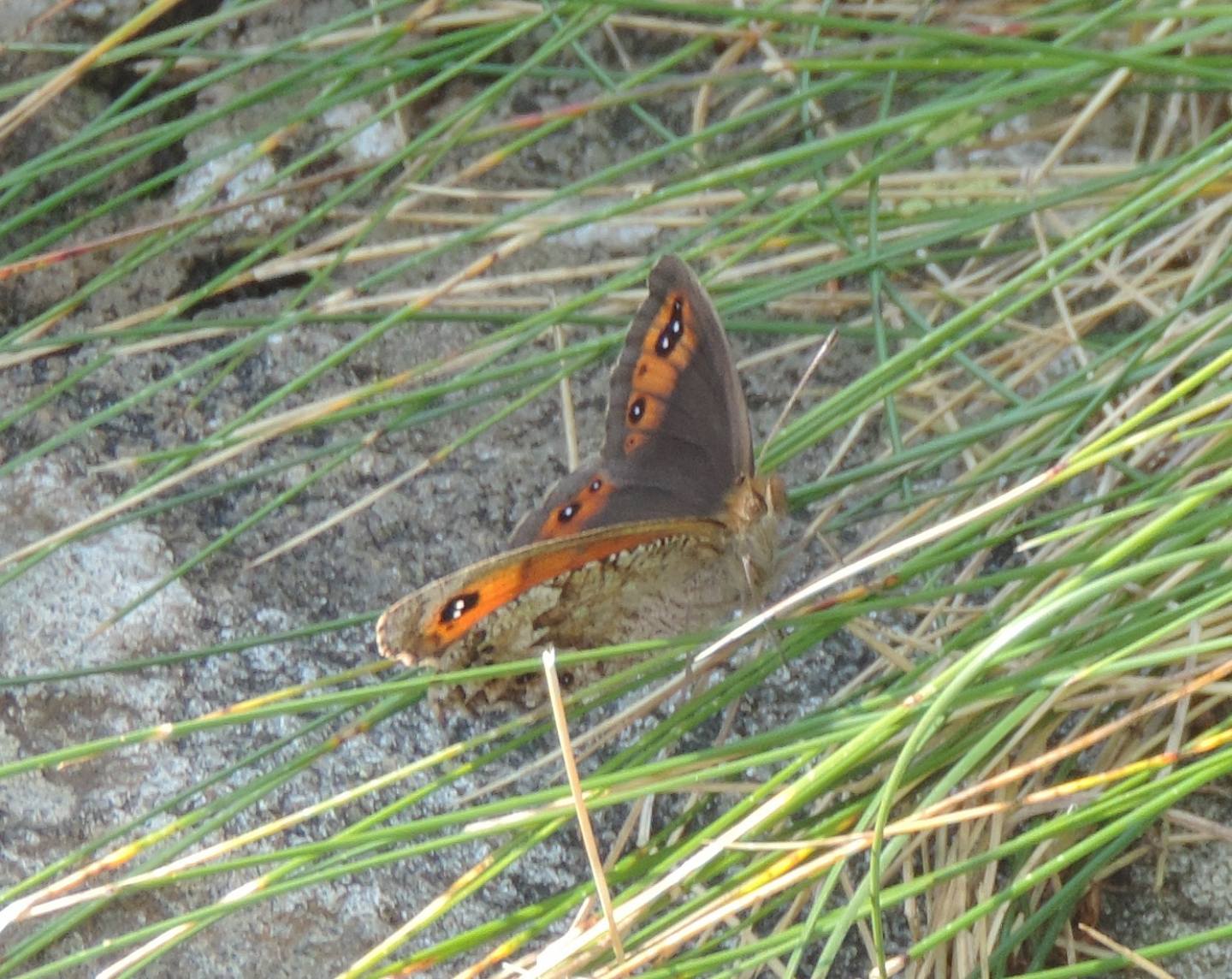 Erebia montana, femmina