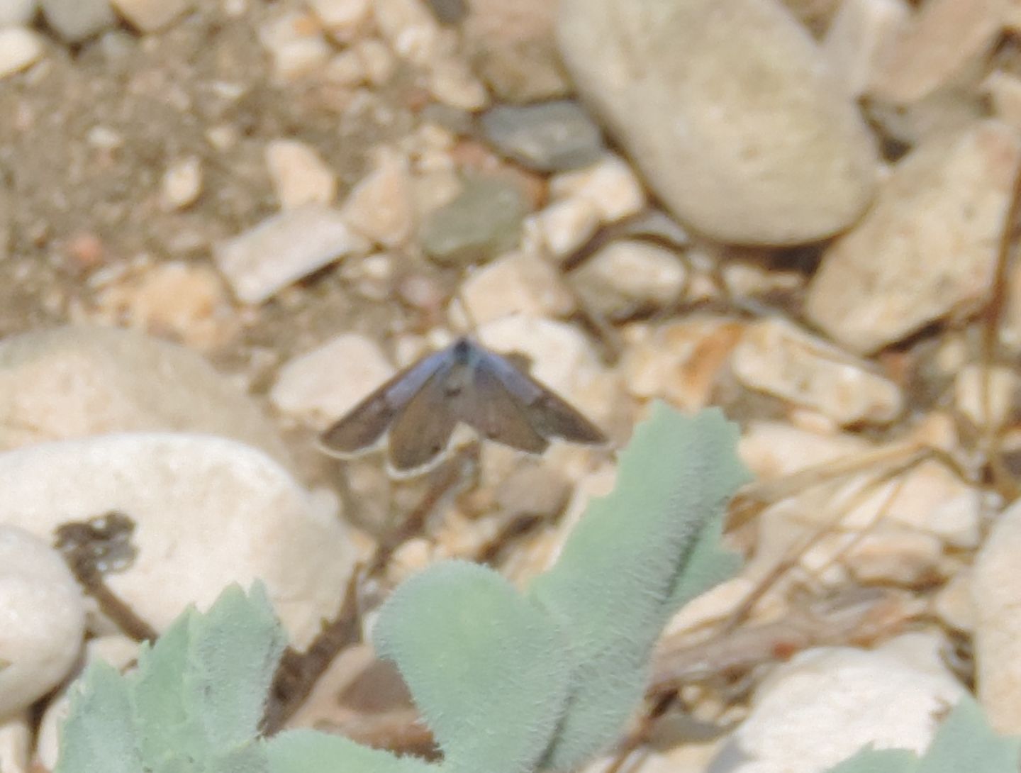 Lycaenidae dalla Sardegna: Leptothes pirithous, femmina