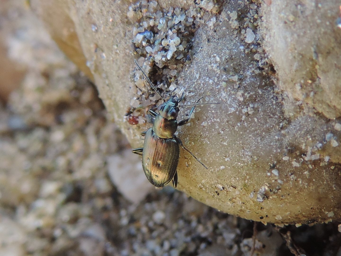 Carabidae ripari: Bembidion (Odontium) cf. striatum e B. foraminosum