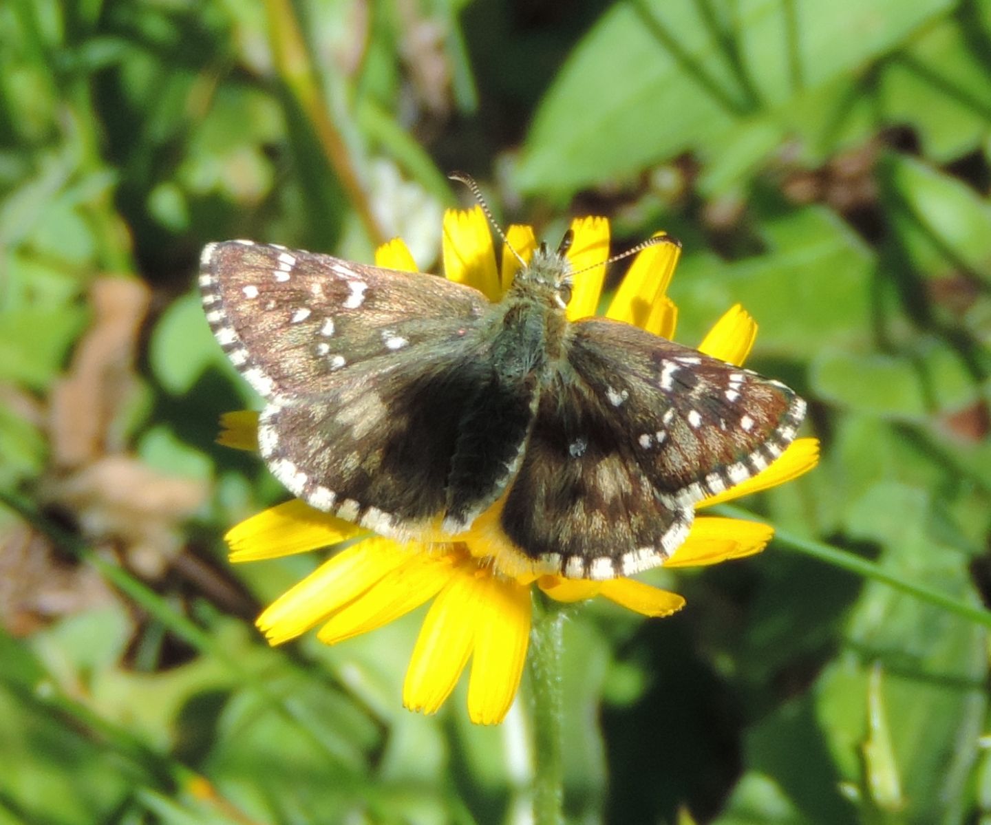 Hesperiidae: Pyrgus sp.