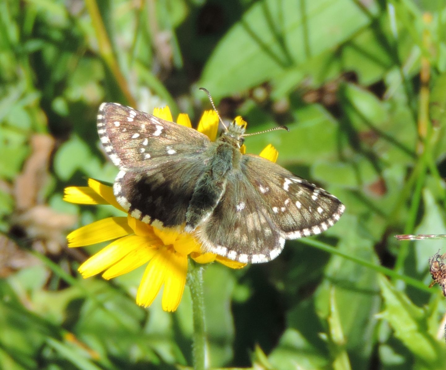 Hesperiidae: Pyrgus sp.