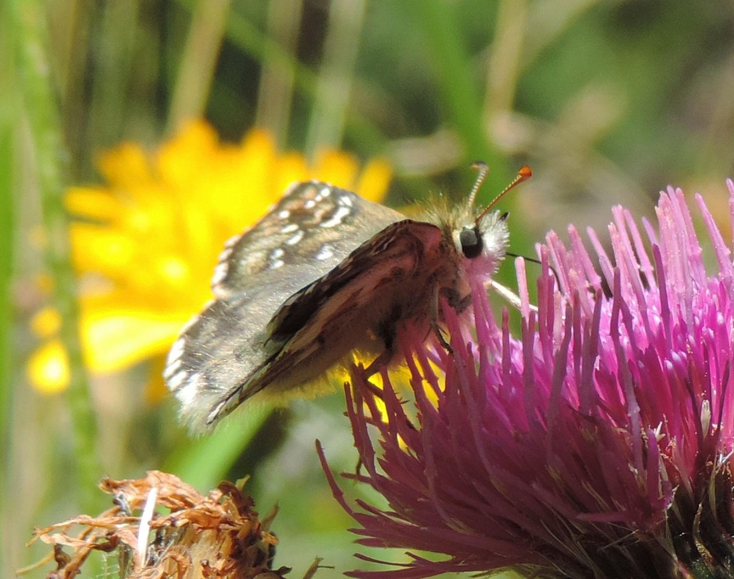 Hesperiidae: Pyrgus sp.