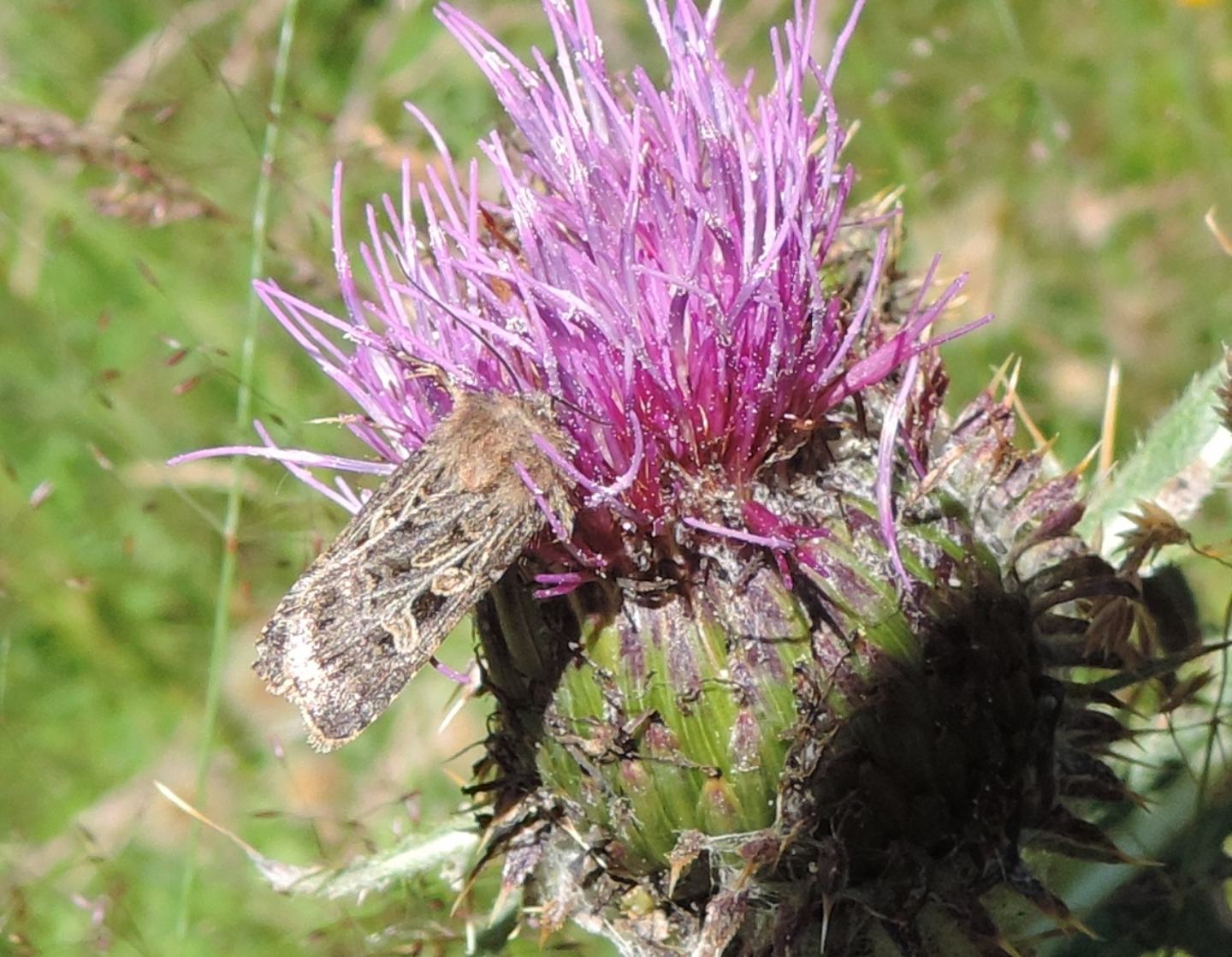 Chersotis da identificare: C. ocellina