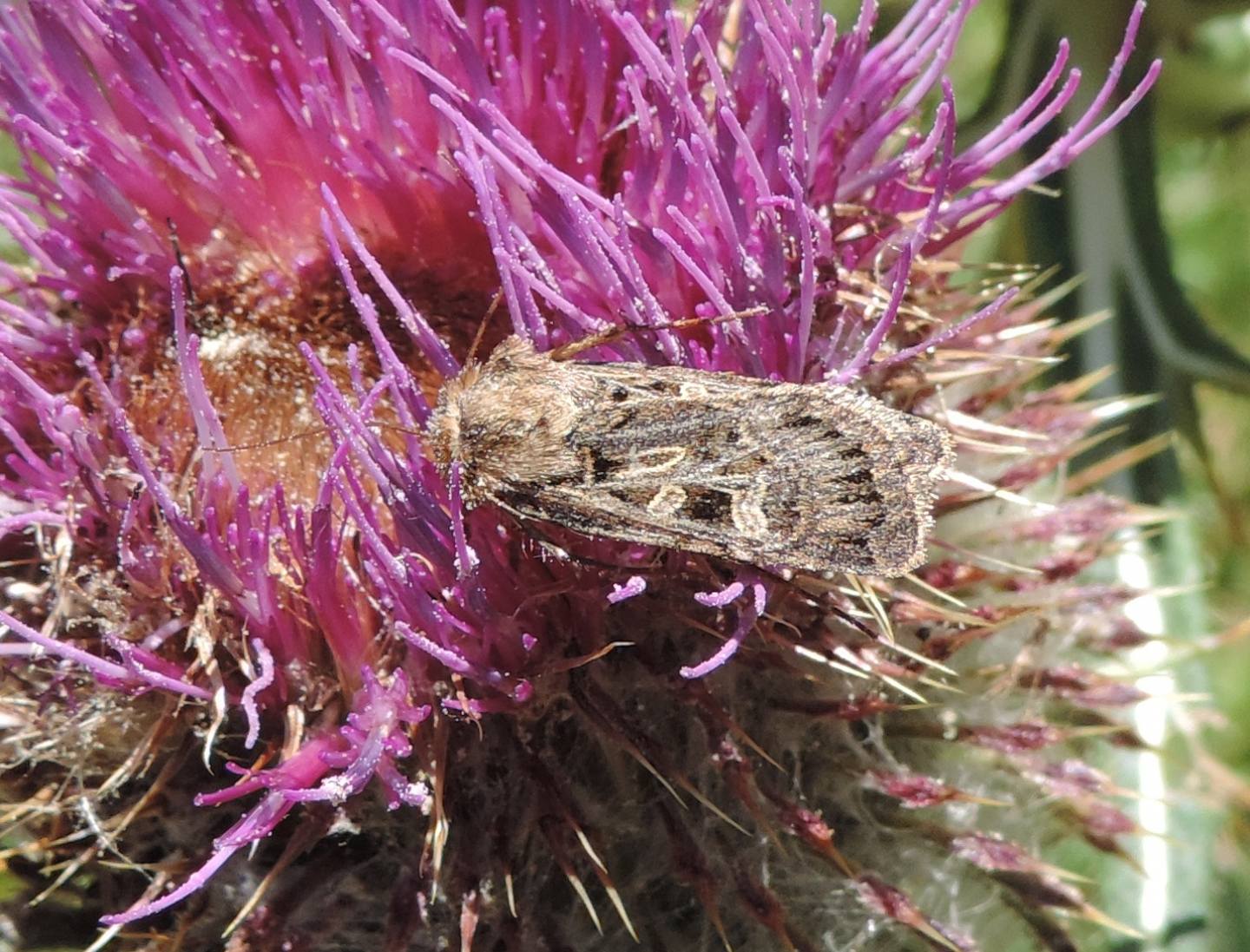 Chersotis da identificare: C. ocellina