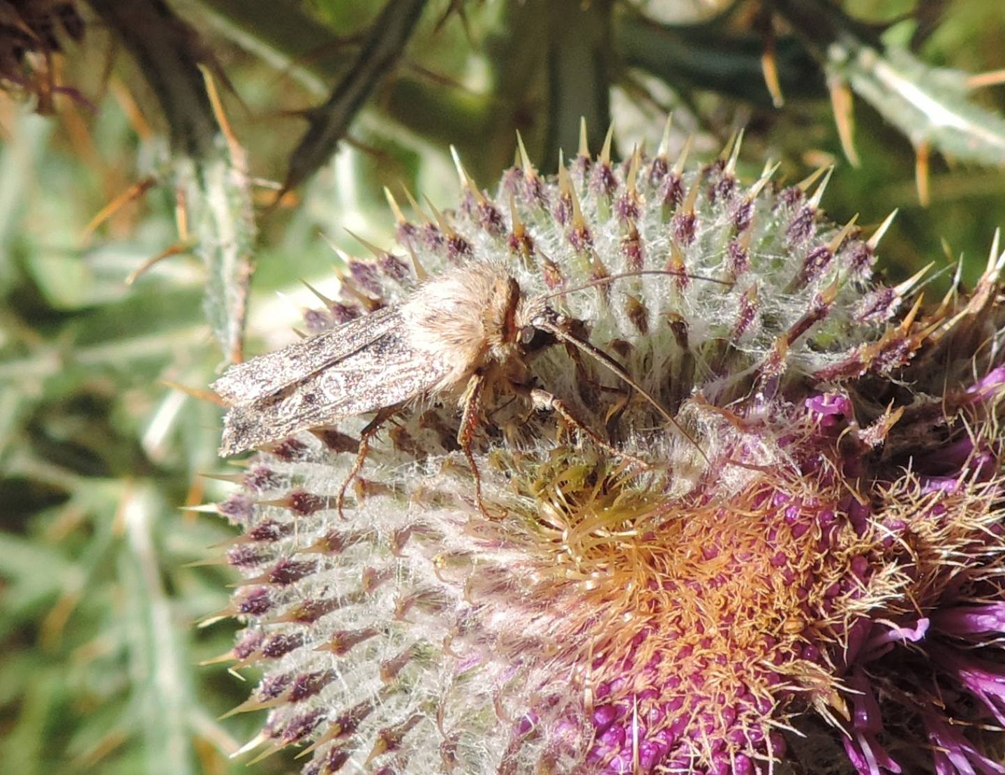 Chersotis da identificare: C. ocellina