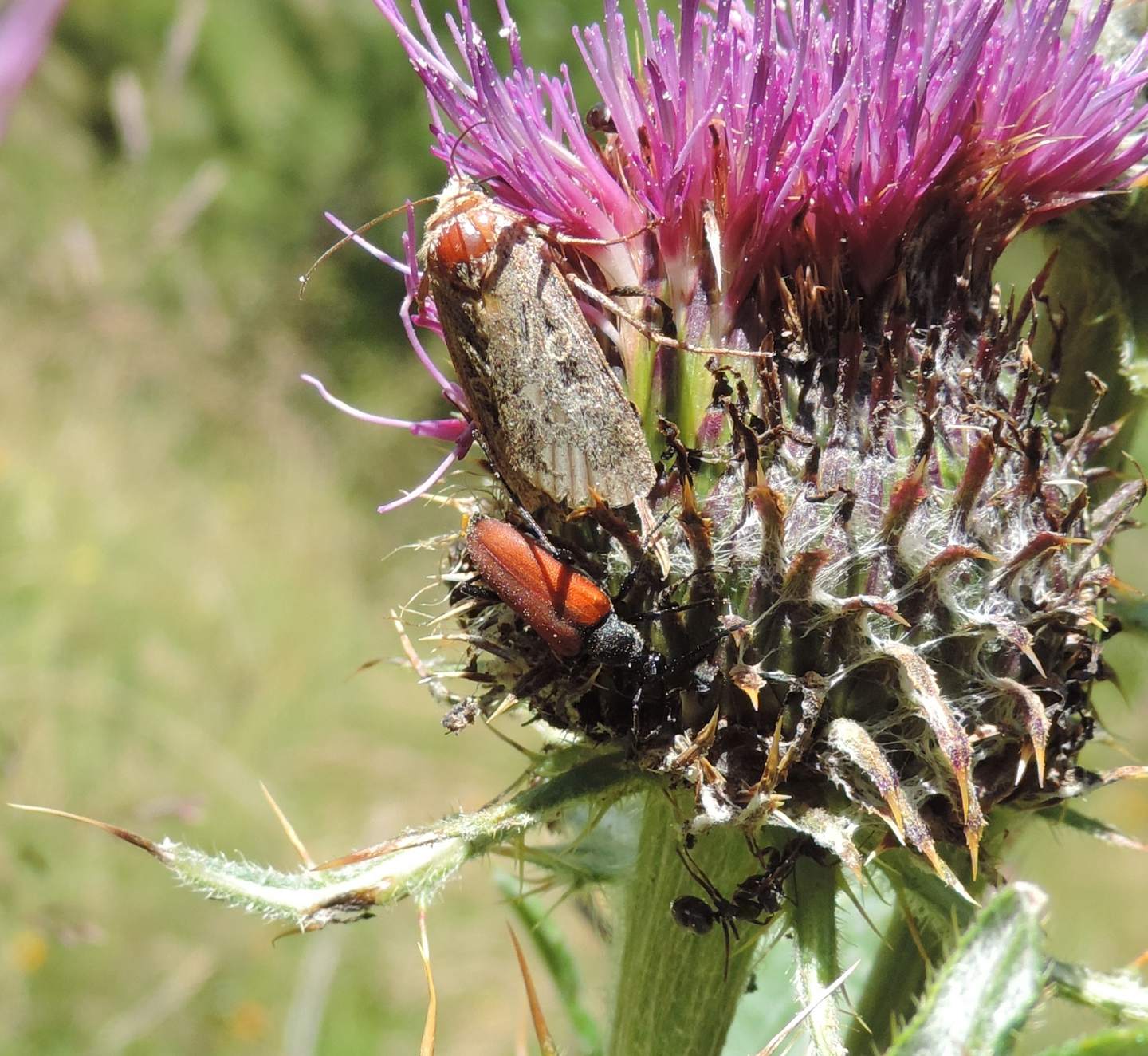 Chersotis da identificare: C. ocellina