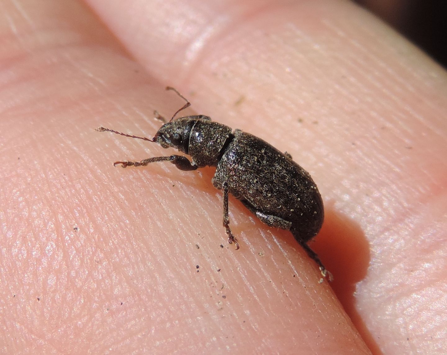 Curculionidae da identificare