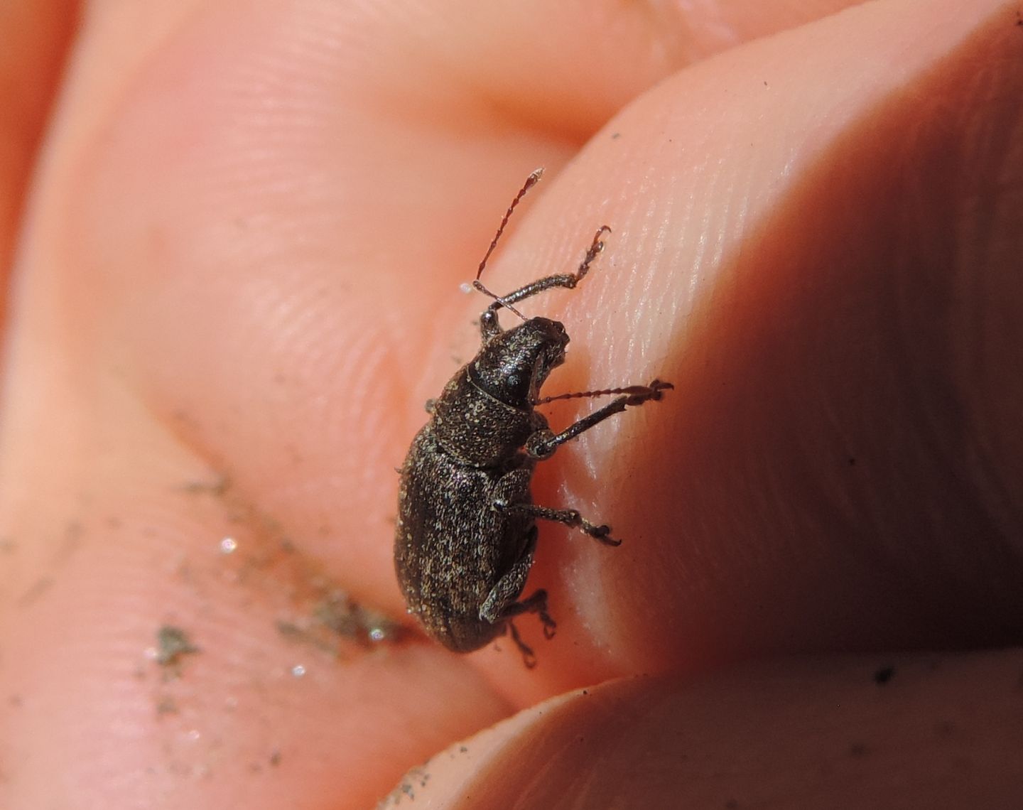Curculionidae da identificare