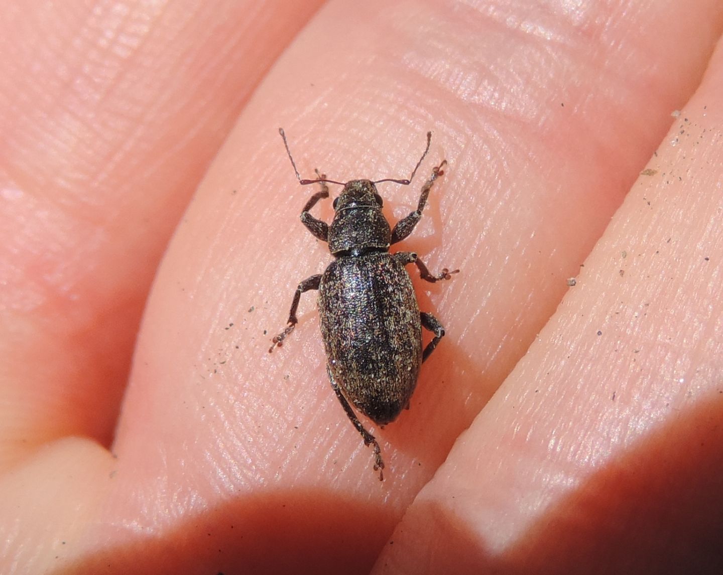 Curculionidae da identificare