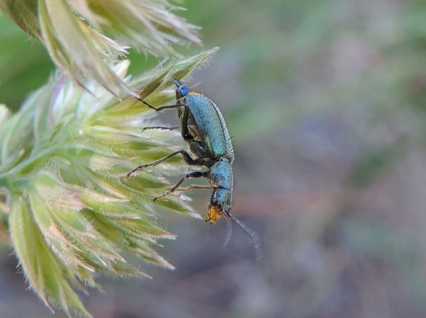 Quale Malachiidae?  Clanoptilus sp. (cfr.)