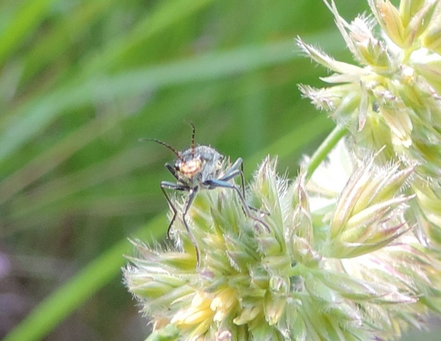 Quale Malachiidae?  Clanoptilus sp. (cfr.)