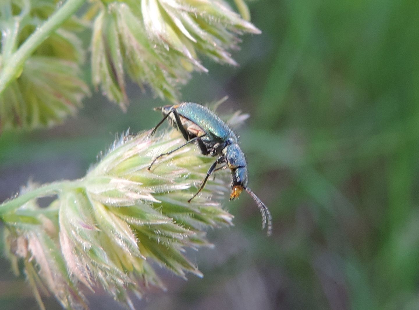 Quale Malachiidae?  Clanoptilus sp. (cfr.)