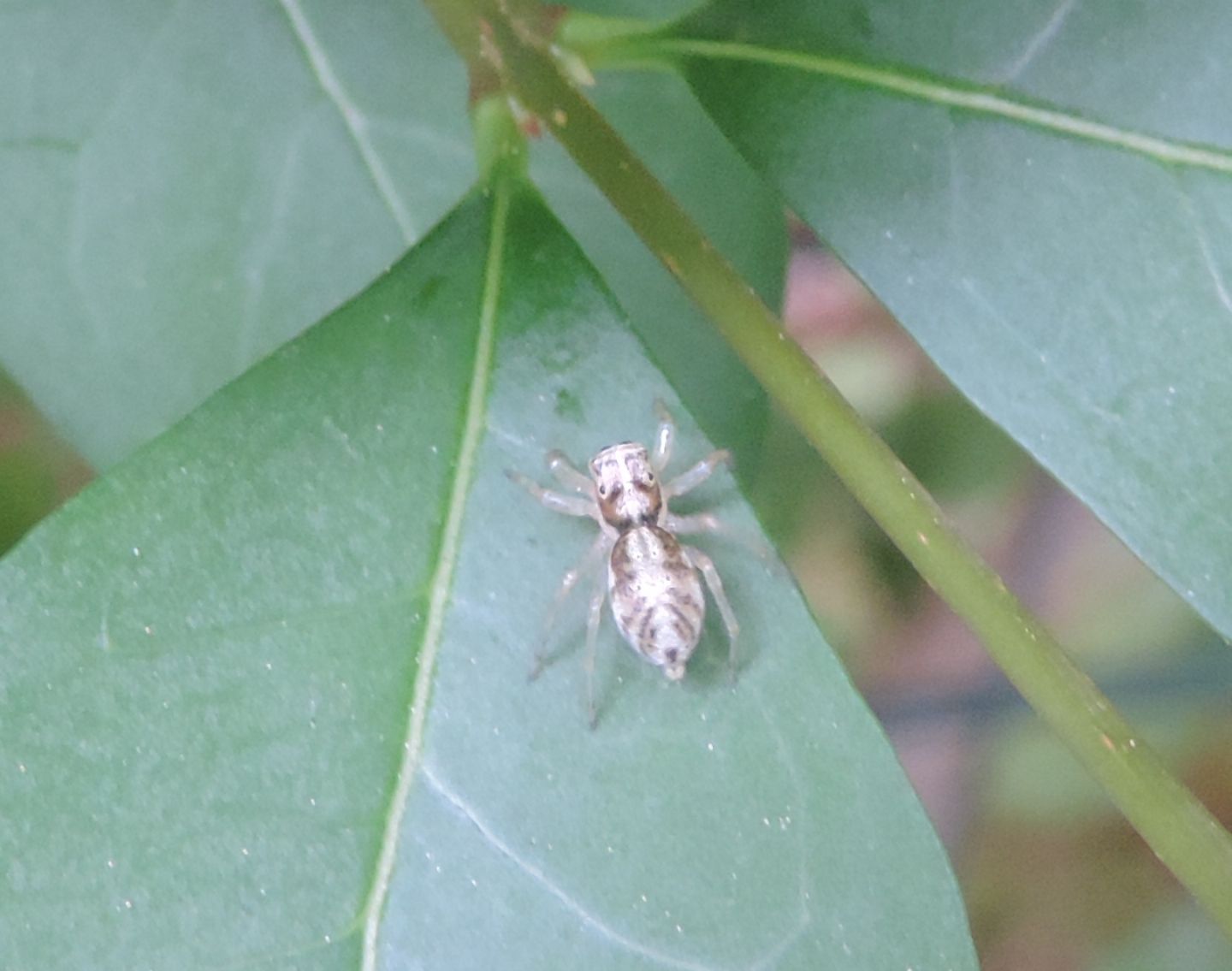 Phintella castresiana?  S  - Orta (NO)