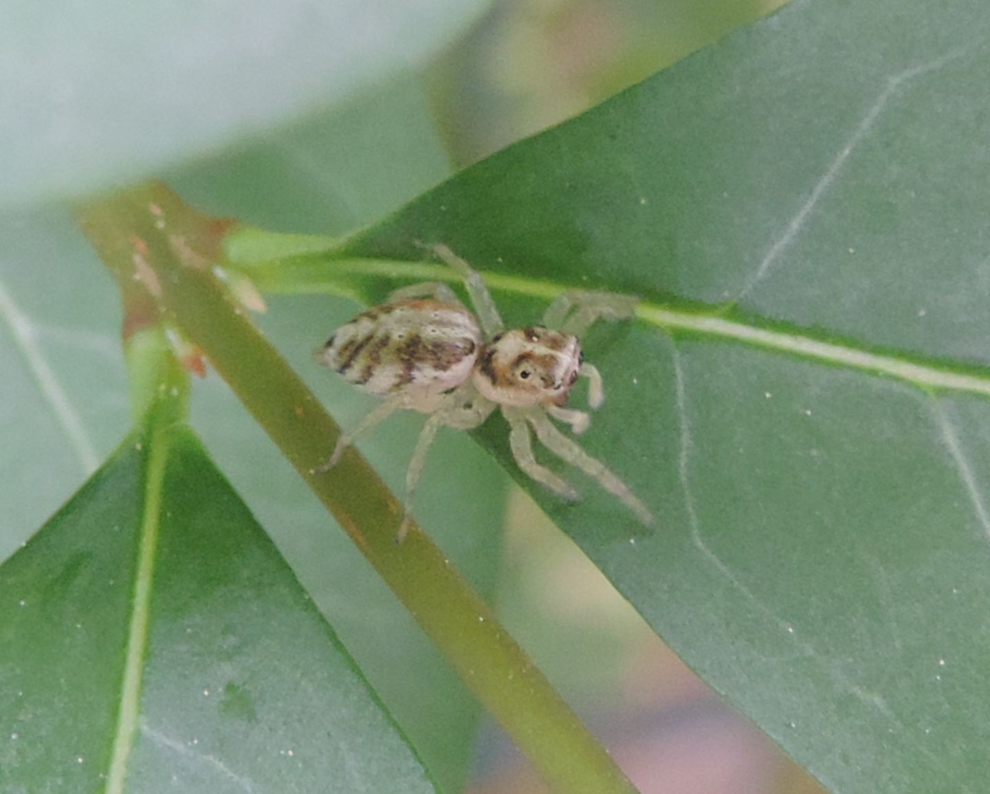 Phintella castresiana?  S  - Orta (NO)